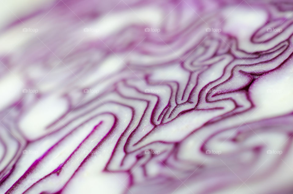 Detail of a cut red cabbage 
