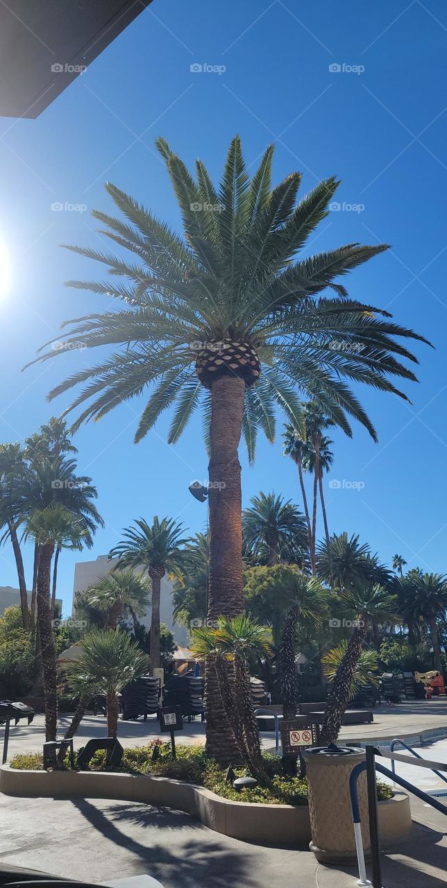 Palm tree in sunny Las Vegas on a warm February day