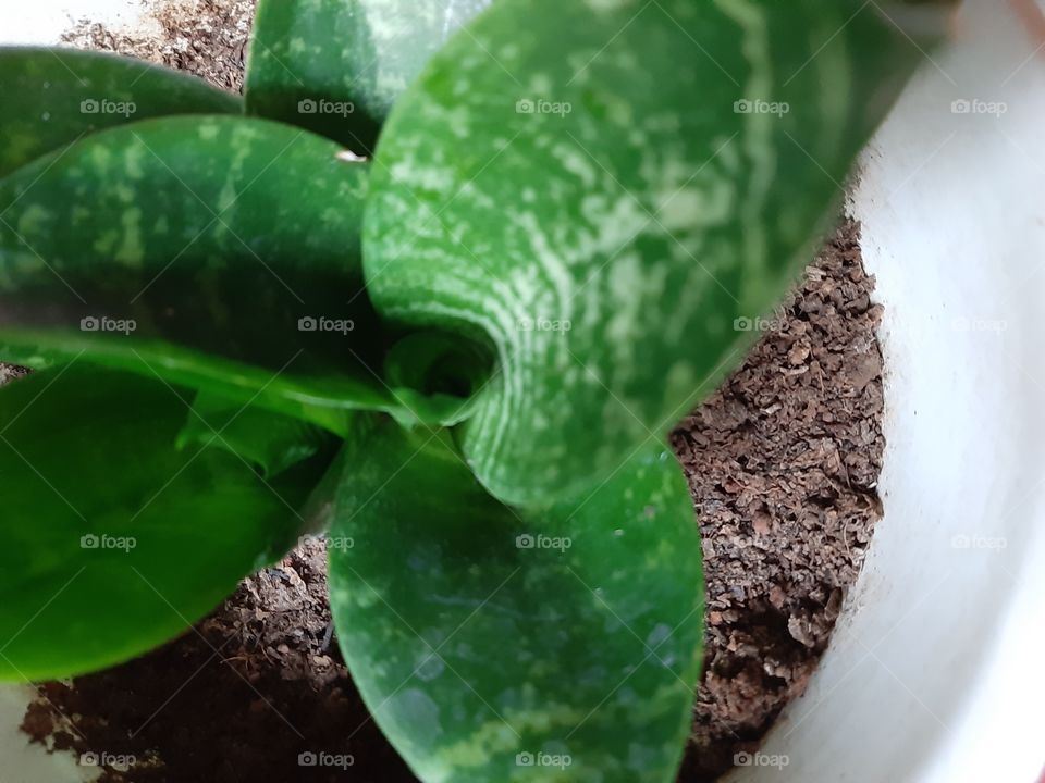 a close up of texture of aglaonema leaves. Aglaonema is categorized as decorative plant in Indonesia and known as "Sri Rezeki". This plant is suitable in tropical countries.