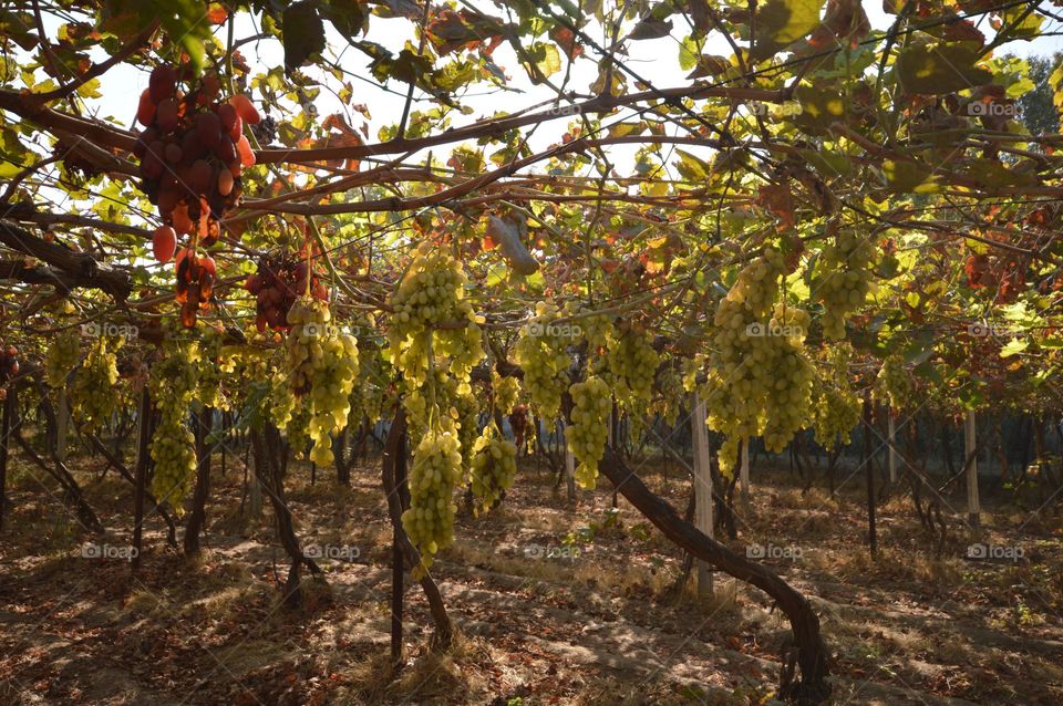 plantation vineyard white variety many brushes on branches