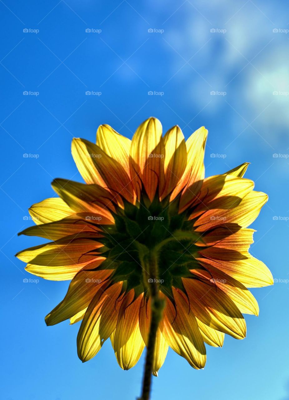 Reverse view of a flower 