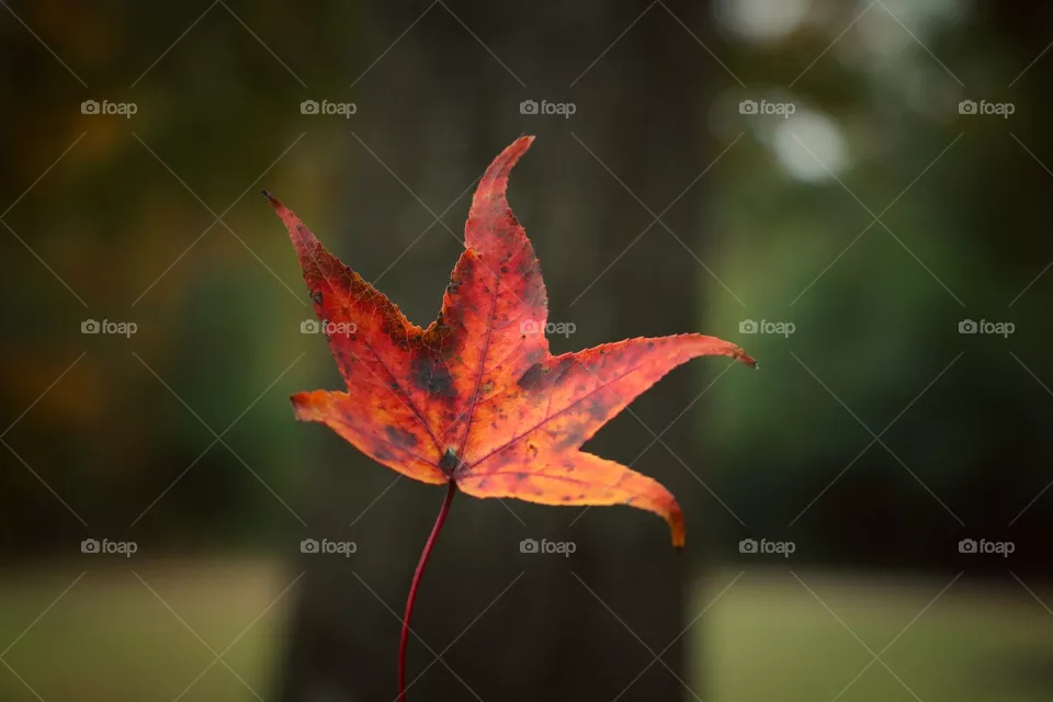Fall Leaf