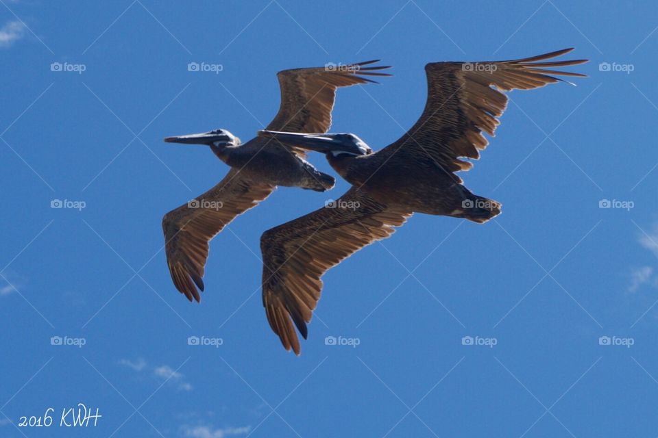 Pelicans Birds in Flight