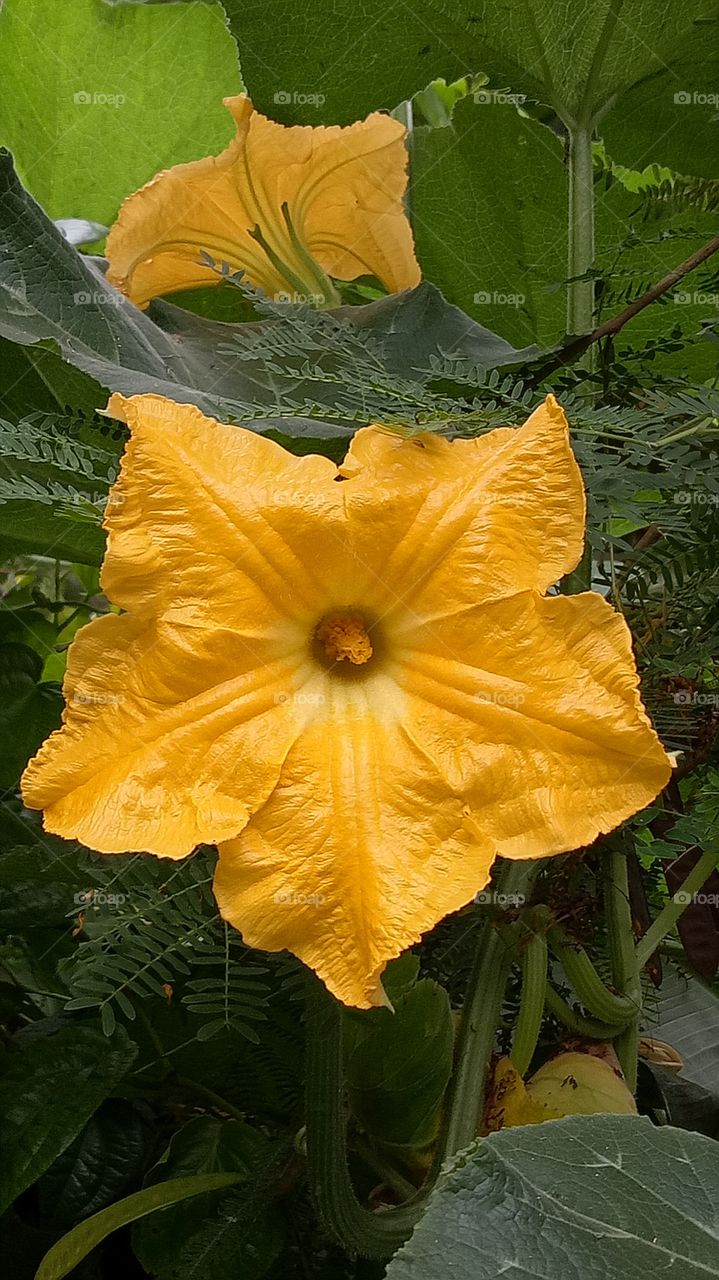 Pumpkin flowers