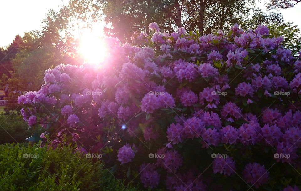 purple flowers in sunrays