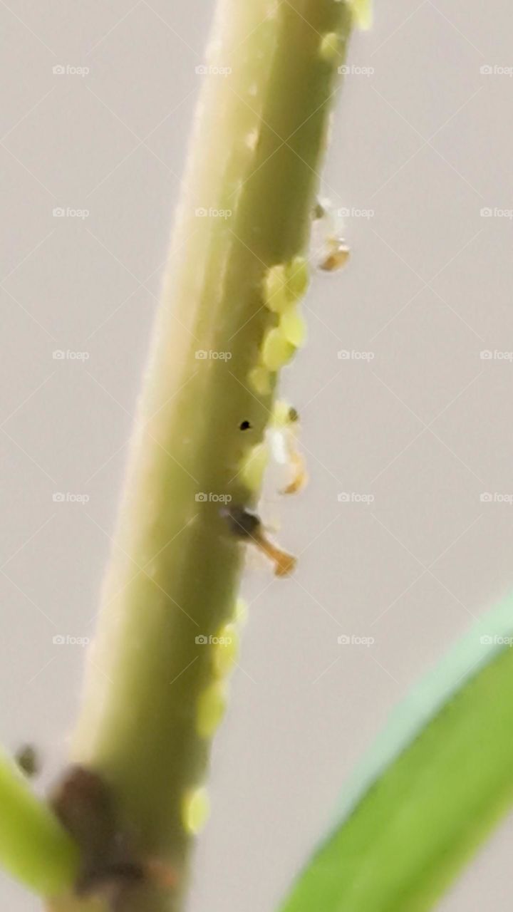 tiny hard working salute to them