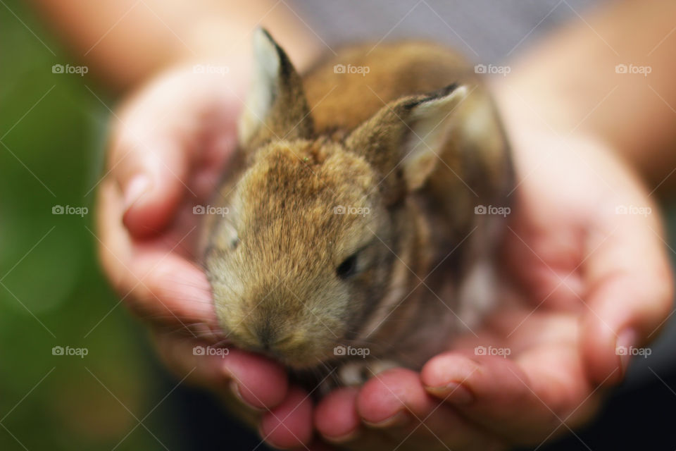 Rabbit on the hands