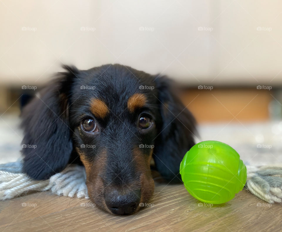 Cute puppy dachshund resting on a rug next to her green dog toy