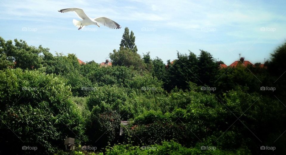 nature summer flying bird by mrgrambo