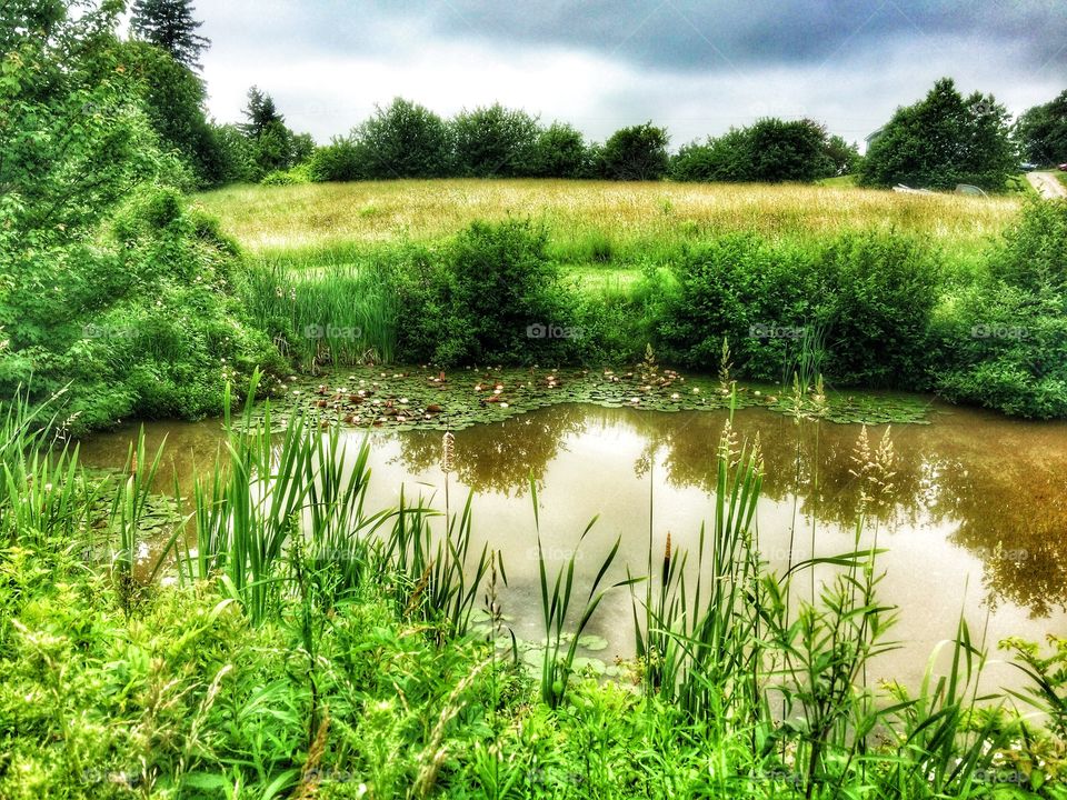 Summer pond