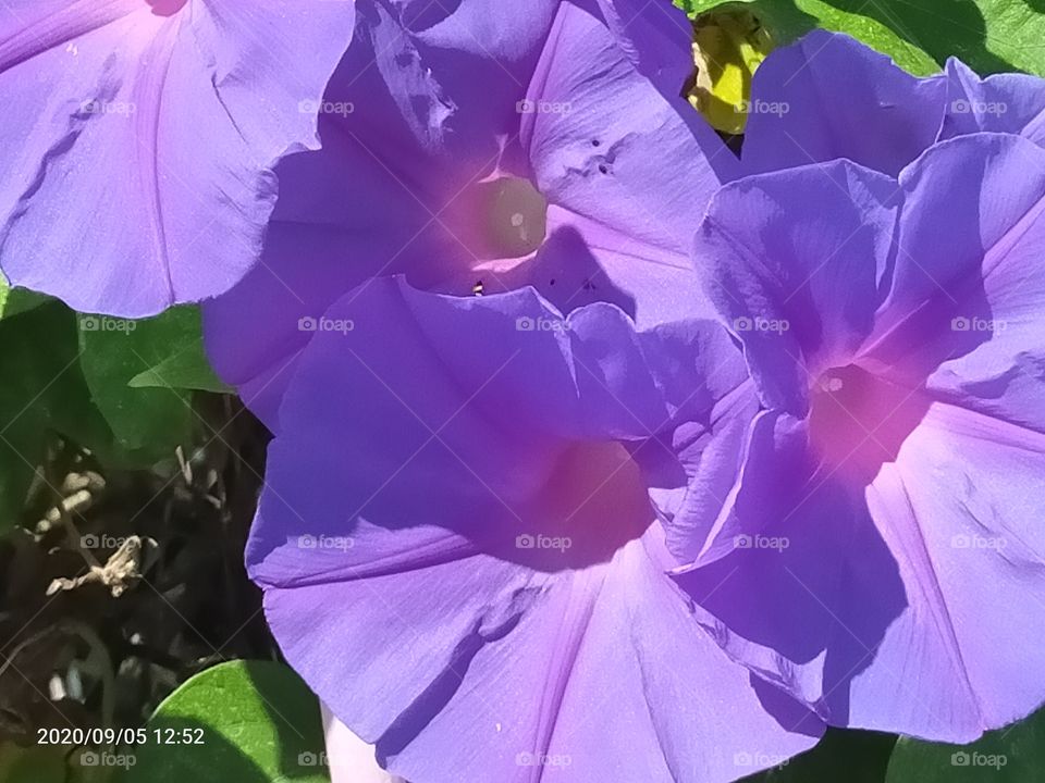 open purple flowers