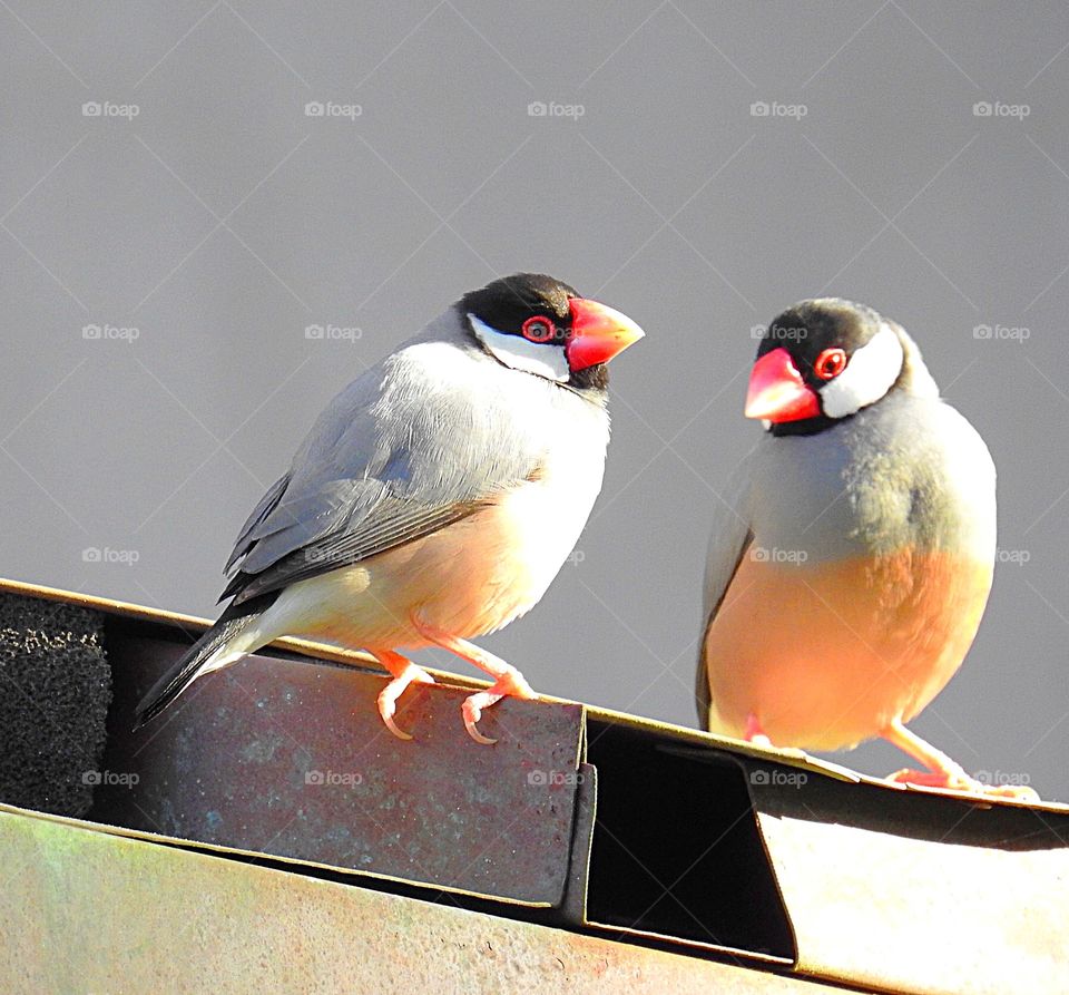 Java Sparrows