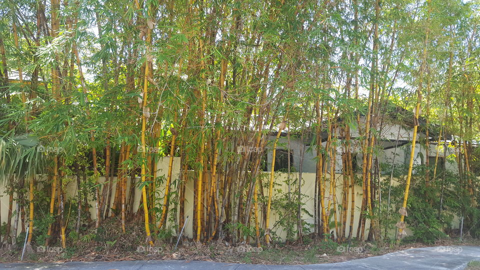 I just love bamboo so when I see these I couldn't help myself, it's nature so I appreciate it.