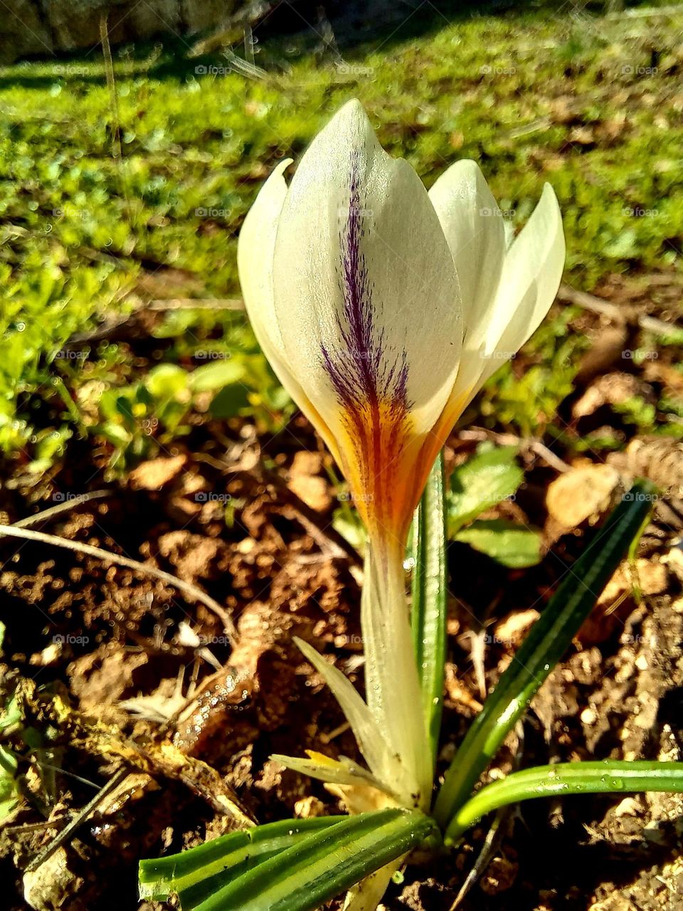 Crocus versicolor