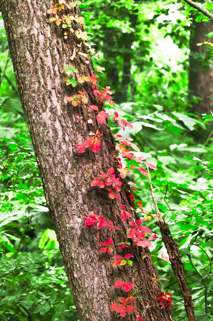 red leaves on a tree