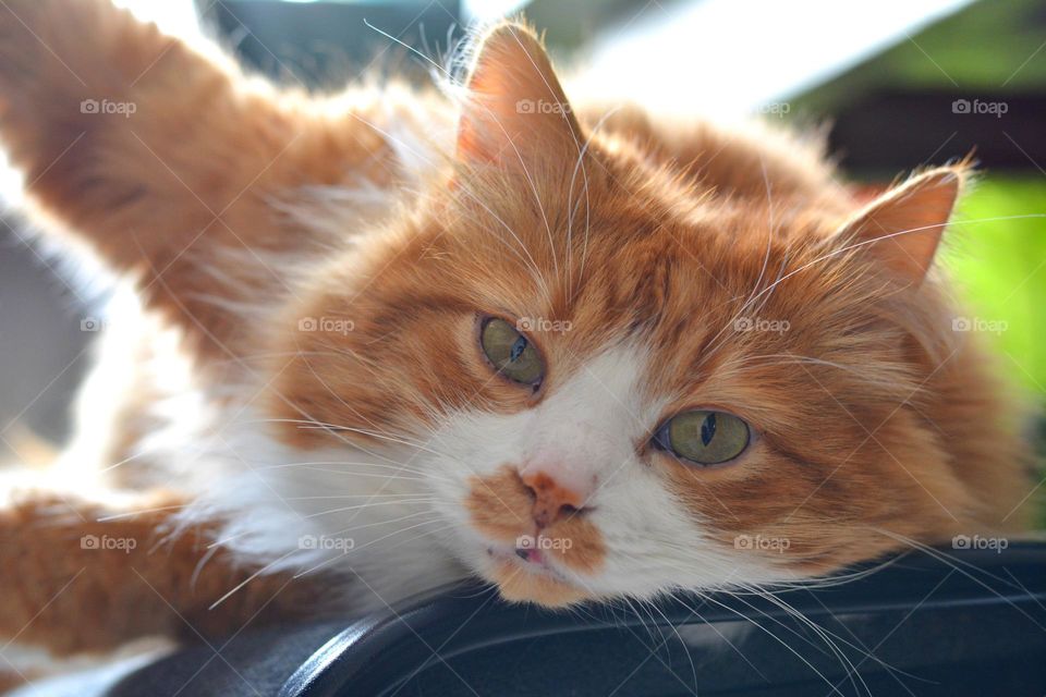 cat relaxing home beautiful portrait close up