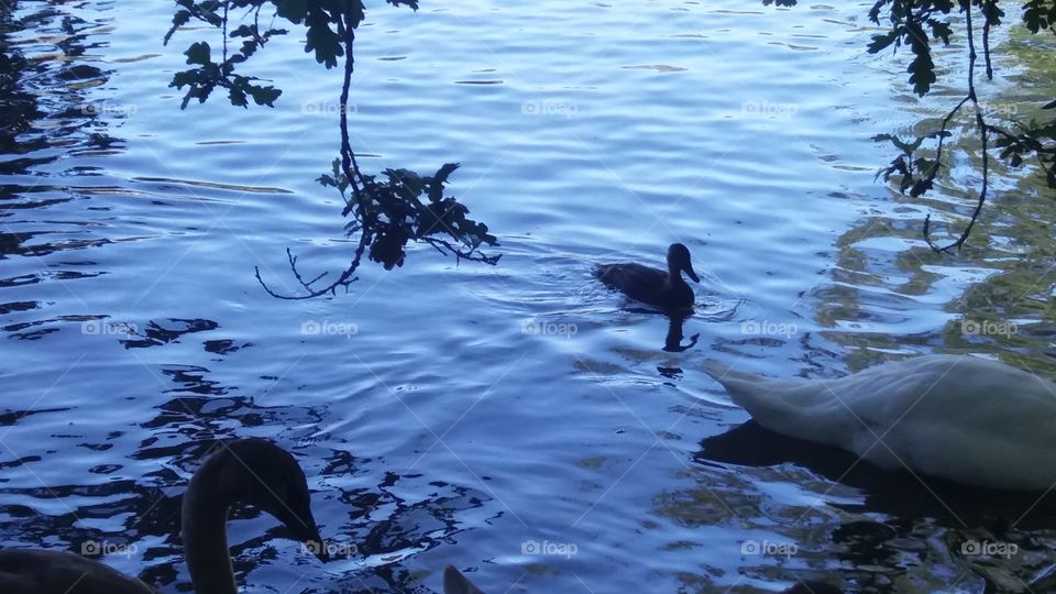 water fowl