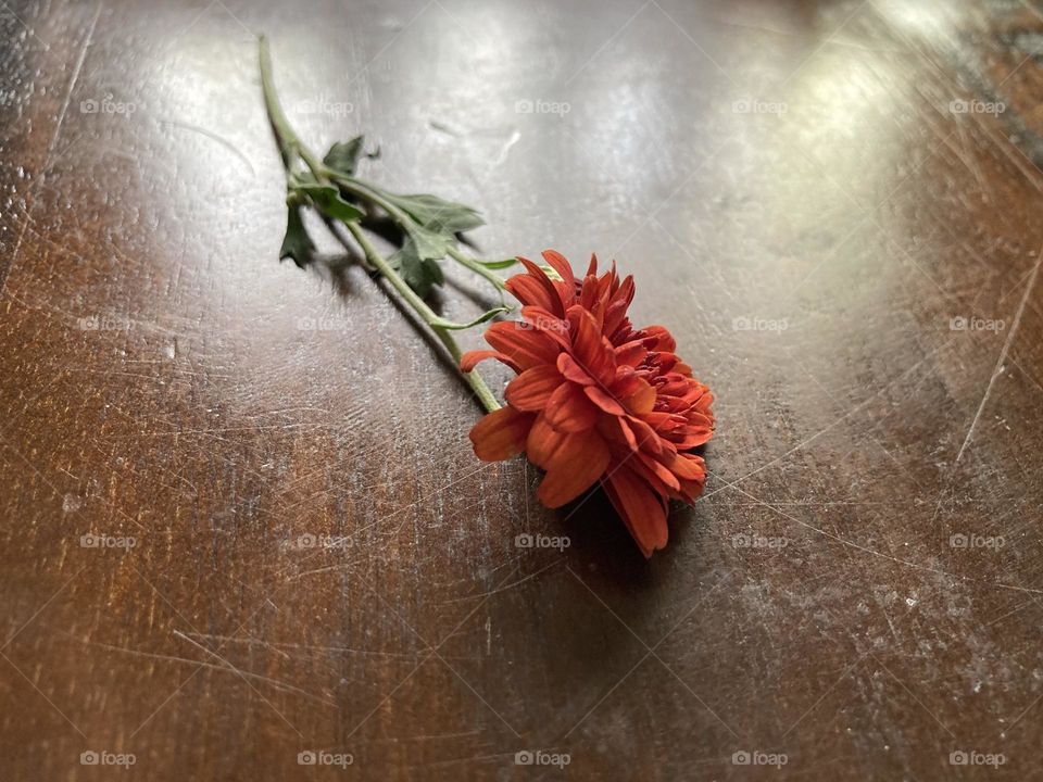 A single mum on my table in the sunlight