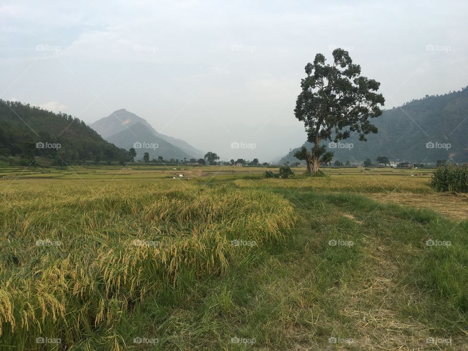 Landscape, No Person, Cropland, Agriculture, Tree