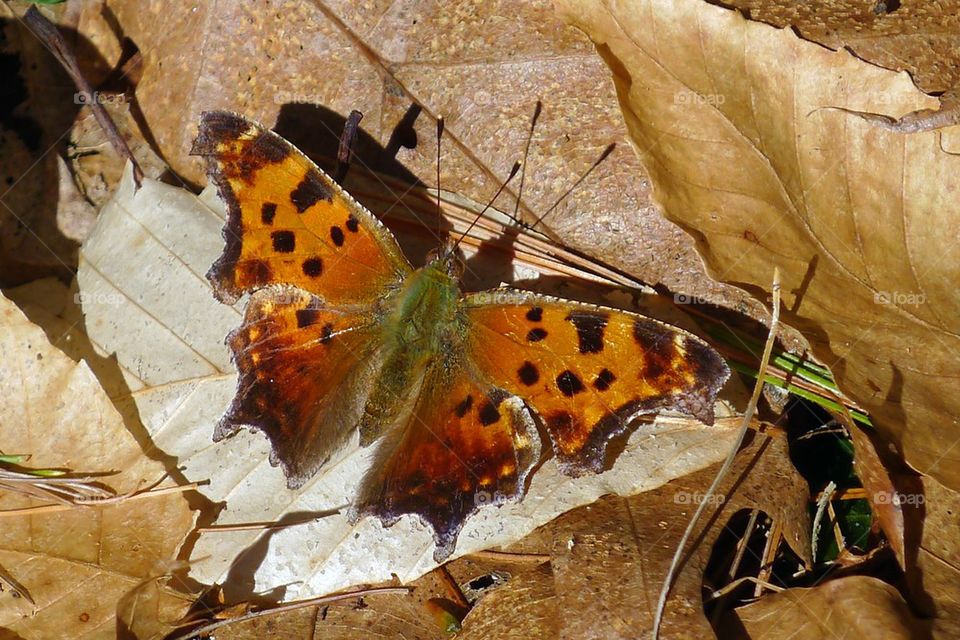 Butterfly in the woods