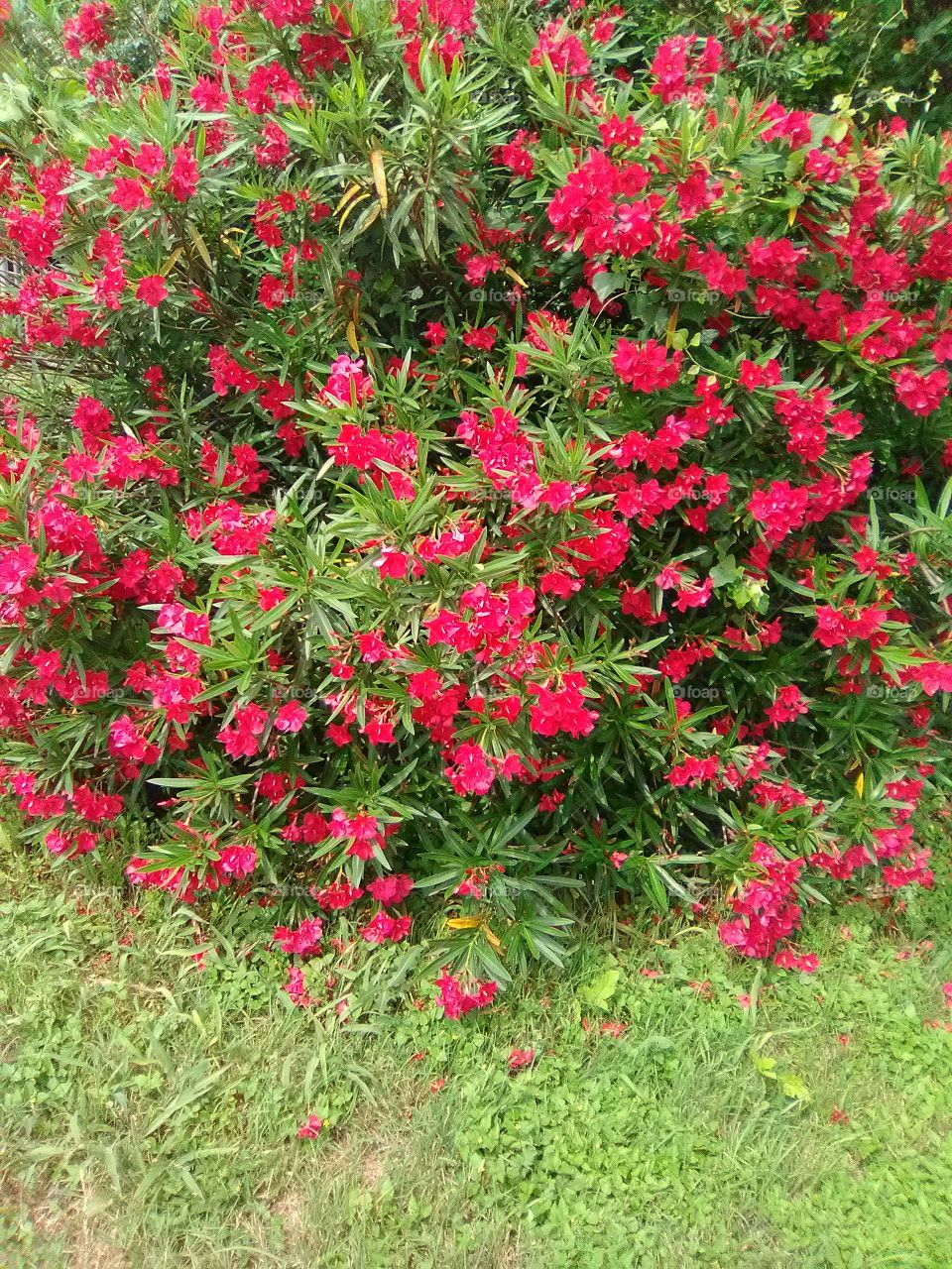 Vibrant red wildflowers blooming abundantly along roadside