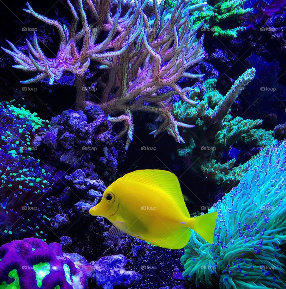 Yellow tang and anemones—taken in Merrillville, Indiana 