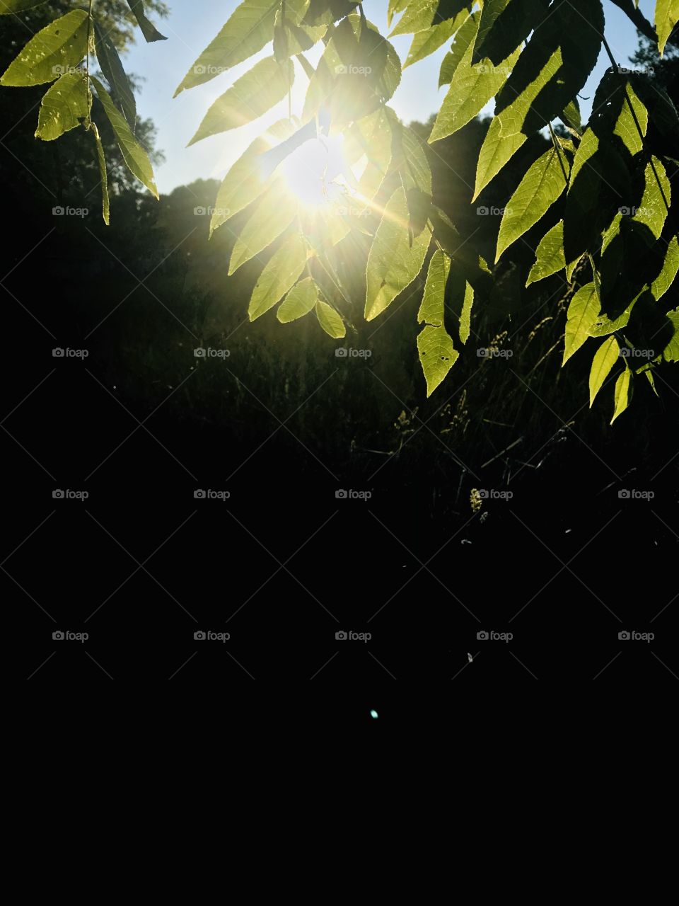 Gorgeous sunset with sun shining through tree branches and beautiful grassy field. 