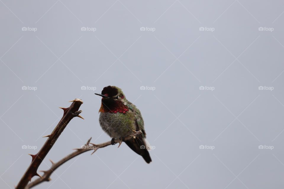 Anna’s hummingbird perched on a bare branch , head up , proudly showing all its colours 