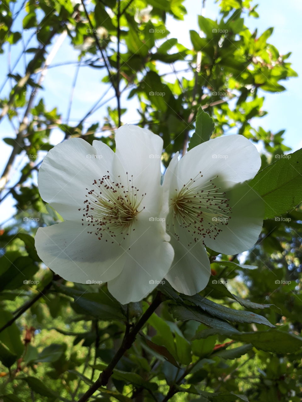 Beautiful White Flora