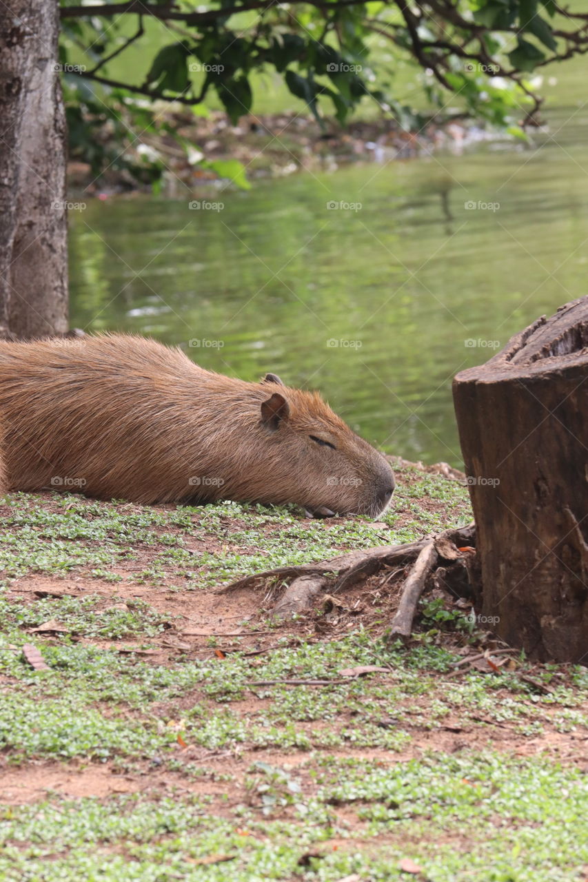 capivara