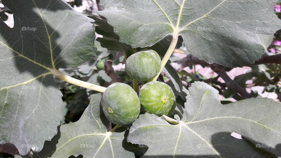 Gig Fruit  - Green