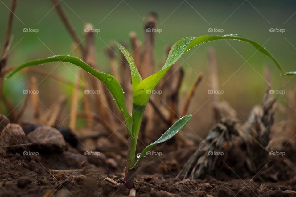 A tender sprout of field corn among the wheat stubble enjoyed the rain, but is now ready for some sunshine. Raleigh, North Carolina. 