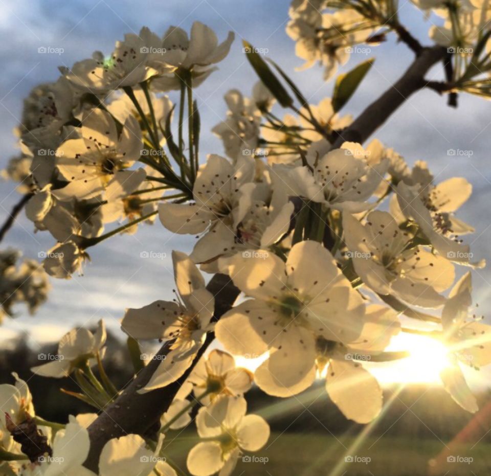 Spring sunset