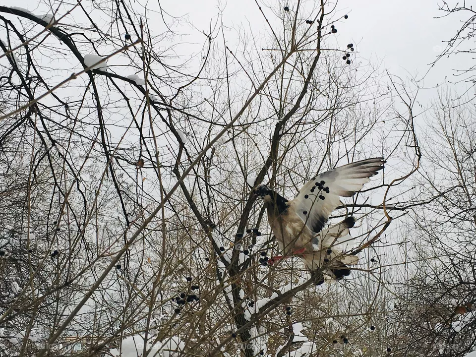 Winter and bird