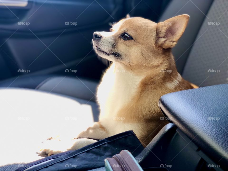 10 year old Mia (the PomChi) loves going for car rides.