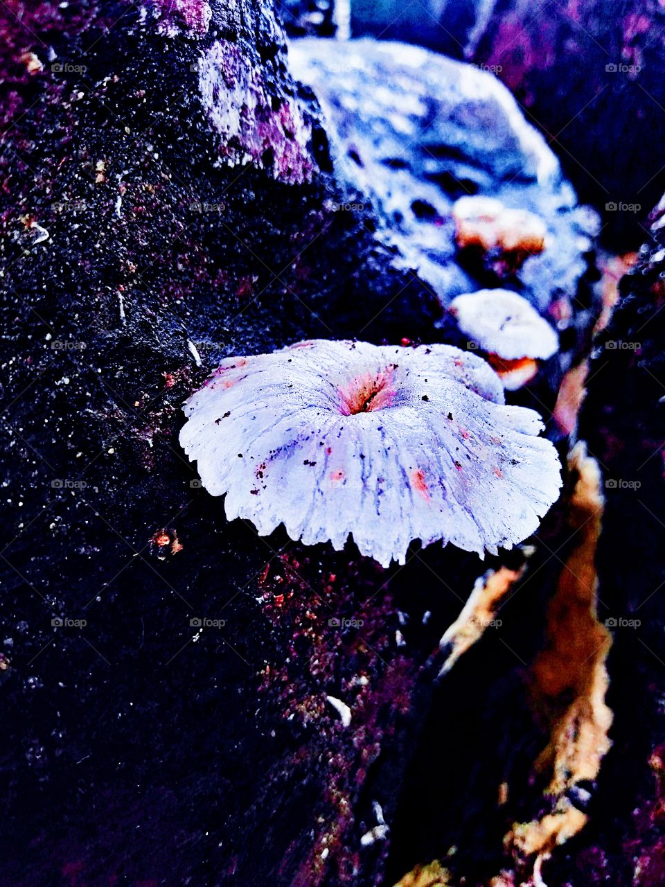 😊😊😊natural creatures