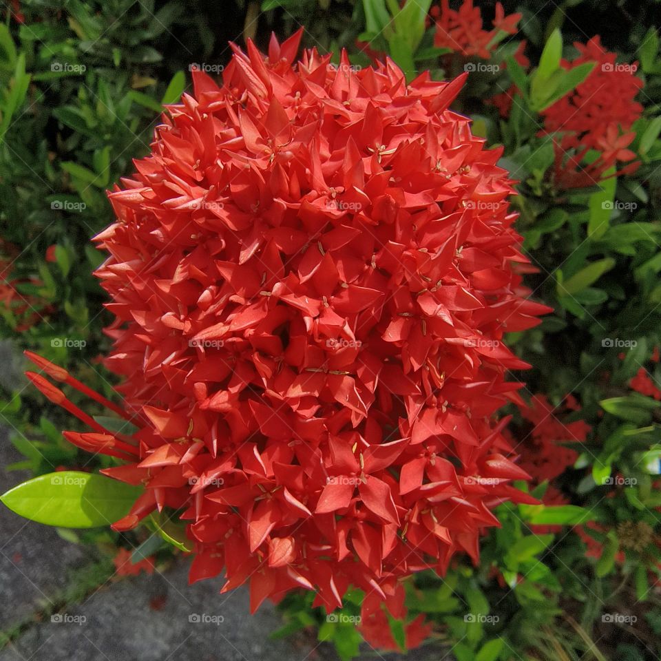 bush of red flowers in taiwan