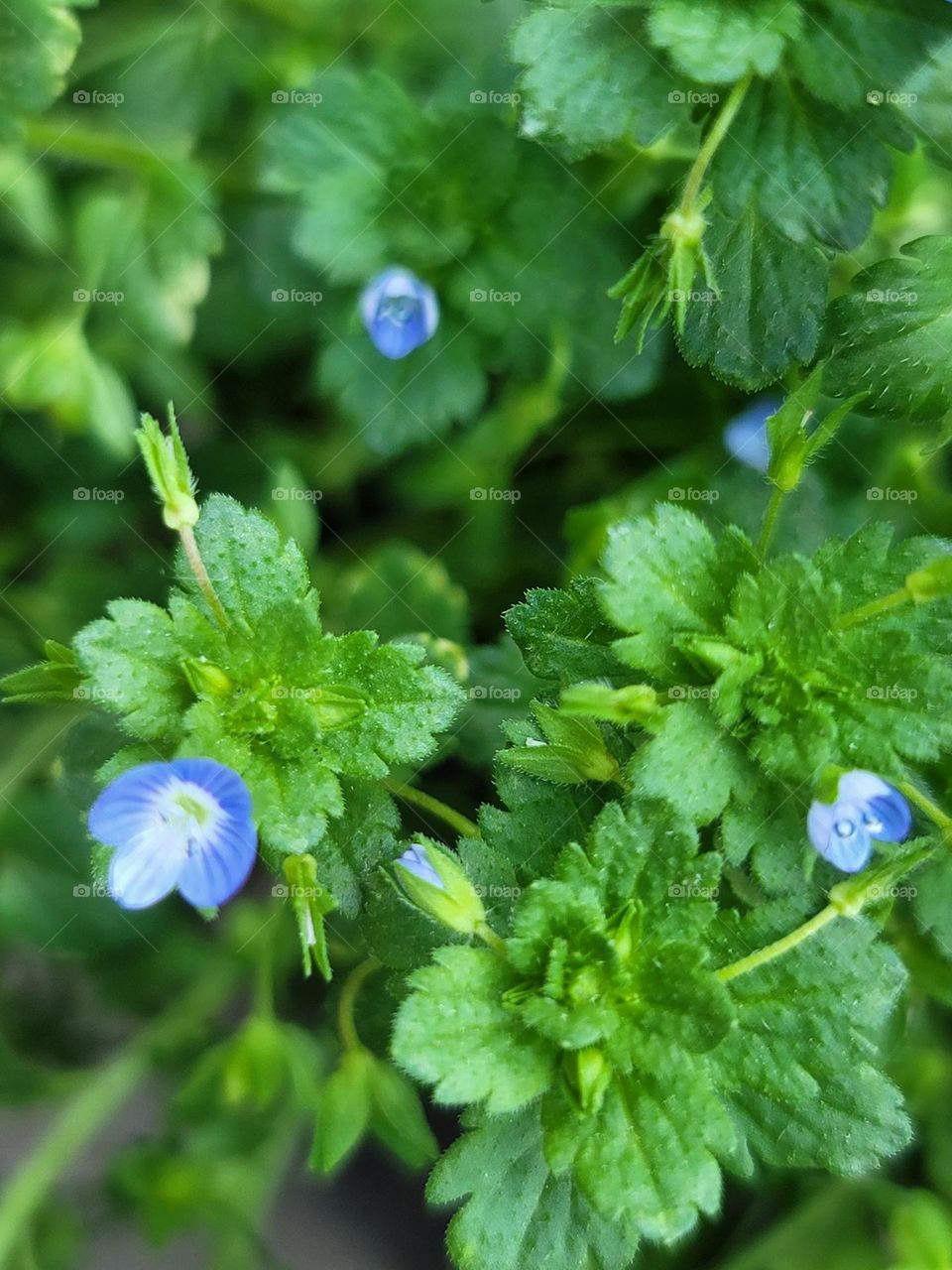 Spring paints the world in vivid hues. Soft pink cherry blossoms, tender green leaves, sunny yellow daffodils, and sky-blue clear days blend into a breathtakingly beautiful palette.