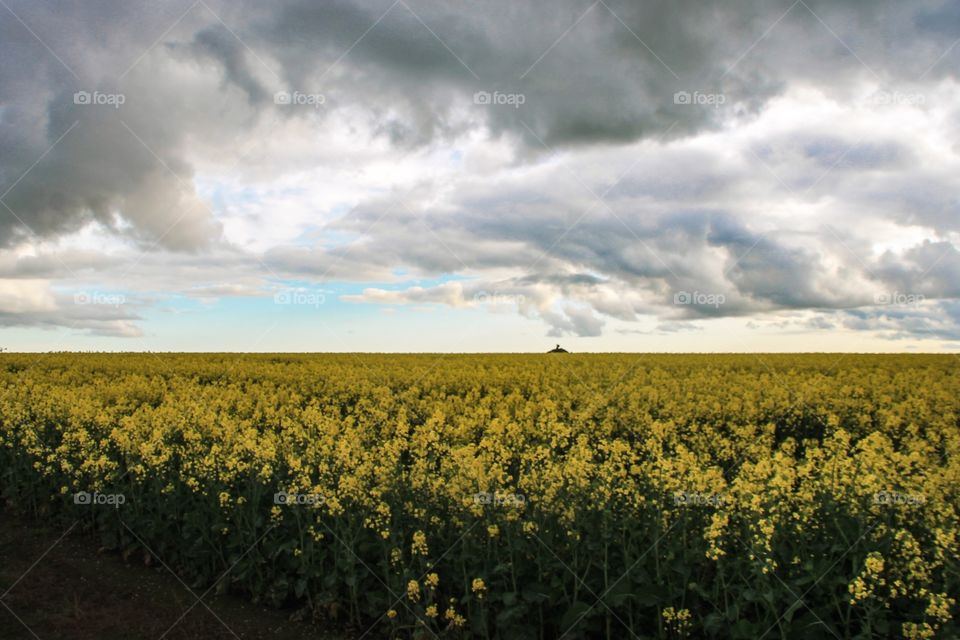 Canola crops bloom in South West Victoria
