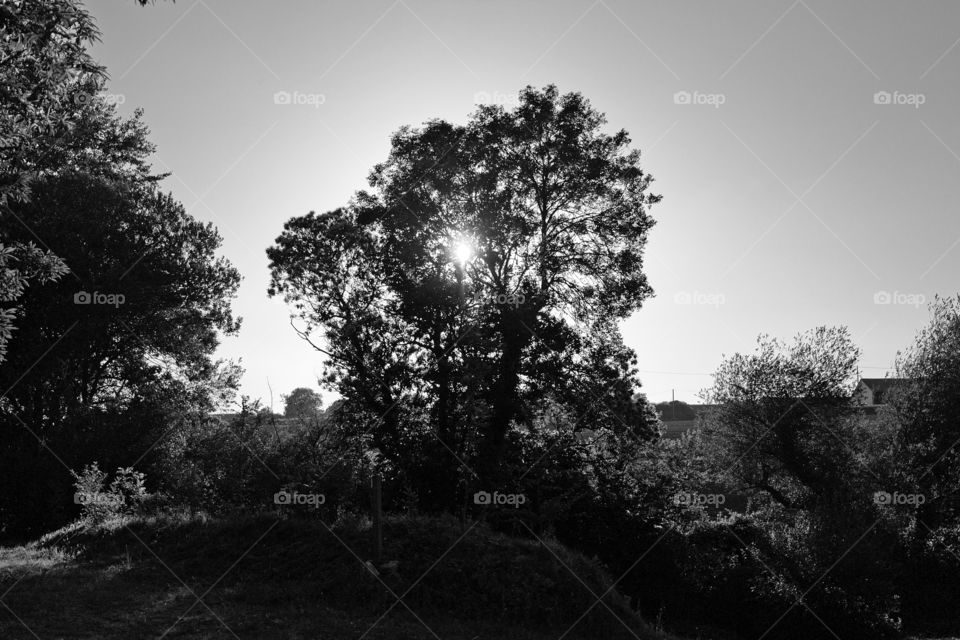 silhouette of a tree in the sunset