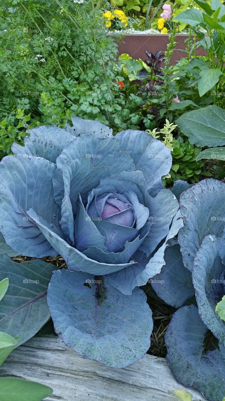 Organic Purple Cabbage in the Garden