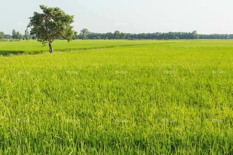 Rice fields. Planting season began reservoirs make green rice fields.