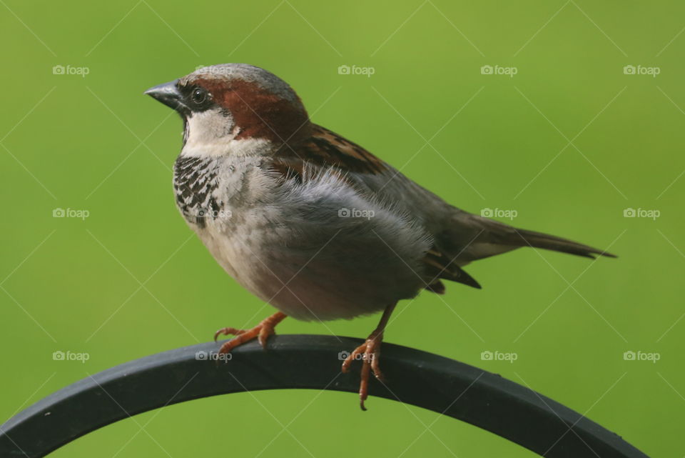 Male Sparrow in the Spring