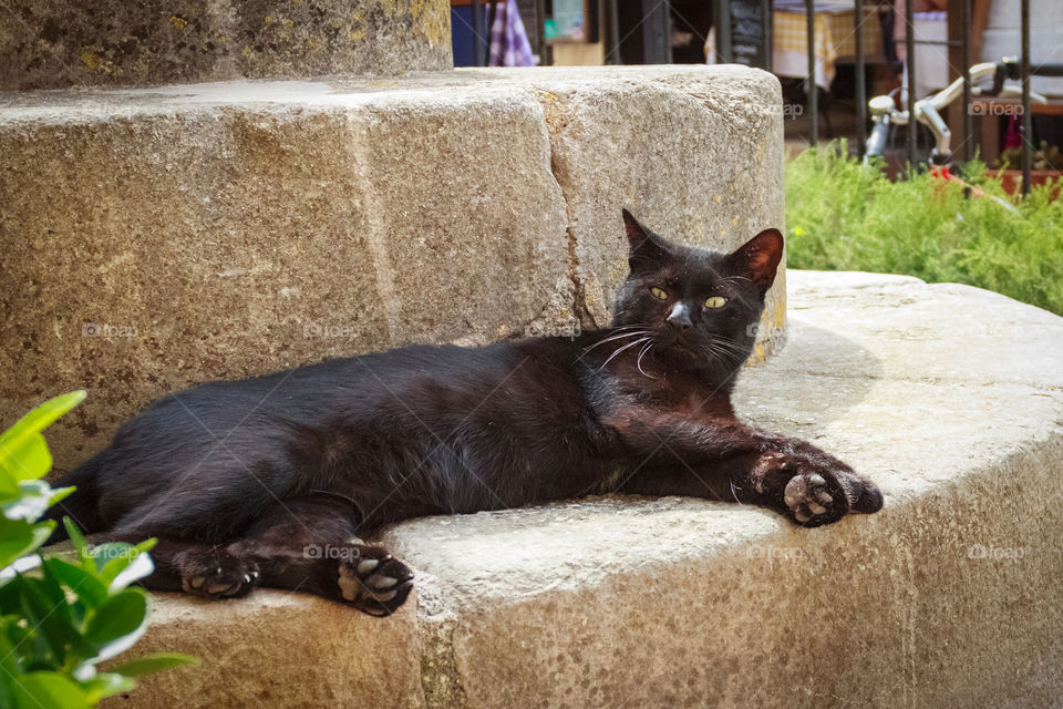 Lazy black cat