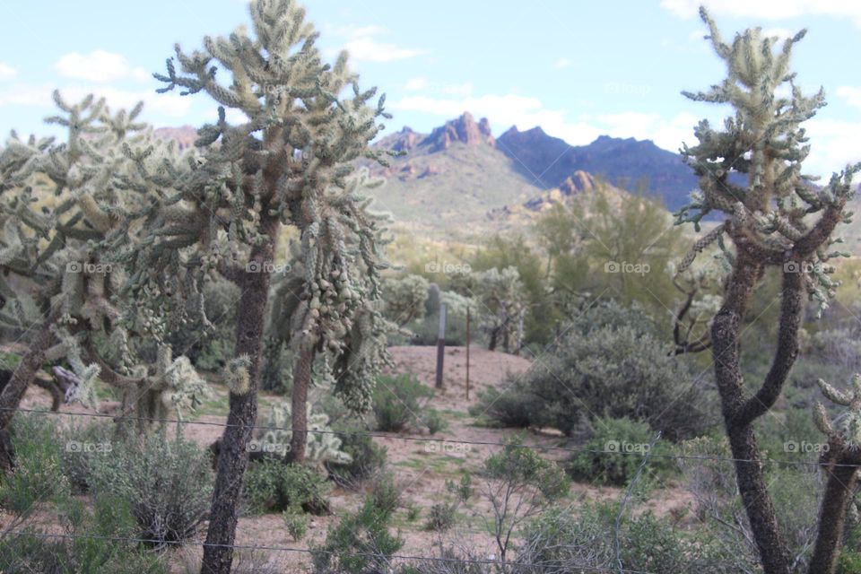 Trail in Arizona Desert