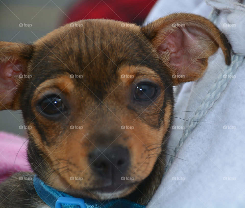 BABY ANIMALS: A baby animal can be a young cow to a dog or a baby chick! Most people consider a puppy a baby animal! Dogs are sometimes referred to as "man's best friend" because they are kept as domesticated pets and are usually loyal and like being around humans!