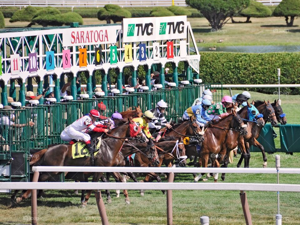 And they're off at Saratoga!. Traditional first race on opening day at Saratoga 150. Horses breaking from the starting gate .
Zazzle.com/fleetphot