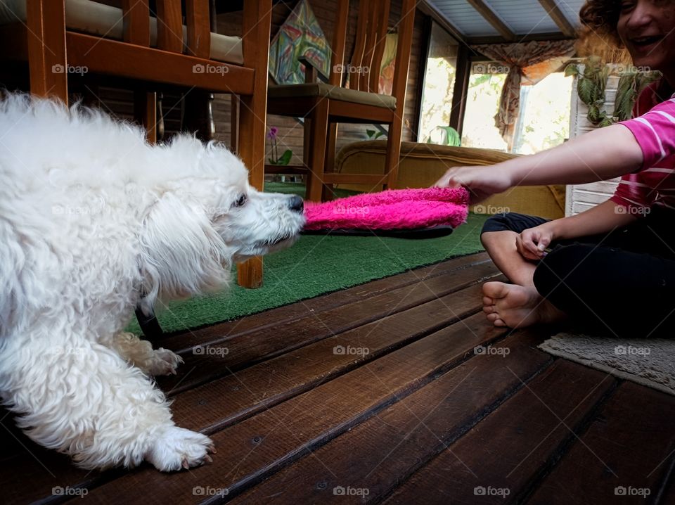 Dog and girl playing with pink slipper