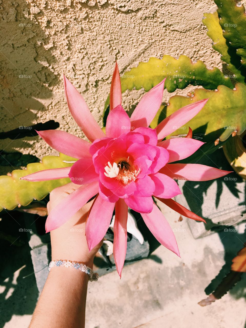 gorgeous pink cactus flower in hand