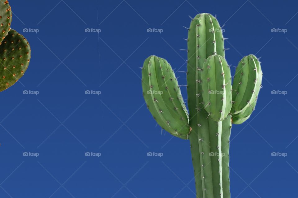 Cactus Design 